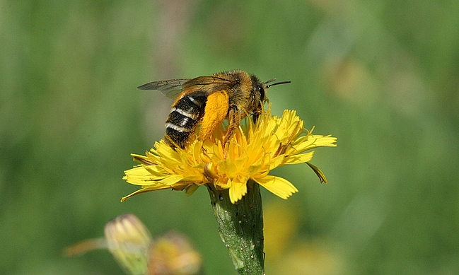 Hosenbiene (Weibchen), Dasypoda Hirtipes, Foto: Volker Fockenberg
