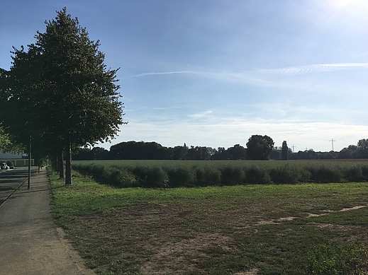 Feld an der Tourcoingstraße. Foto: Markus Stamm