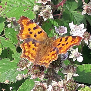 C-Falter (Polygonia c-album) Imago